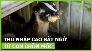 Nuôi chồn mốc: Vốn ít, lãi nhiều | VTC16