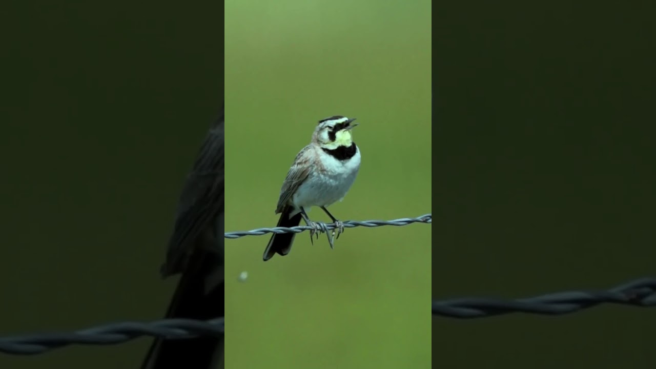 Horned Lark Singing 