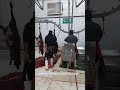 نحوه سر زدن گوسفند در کشتارگاه دام صنعتی 