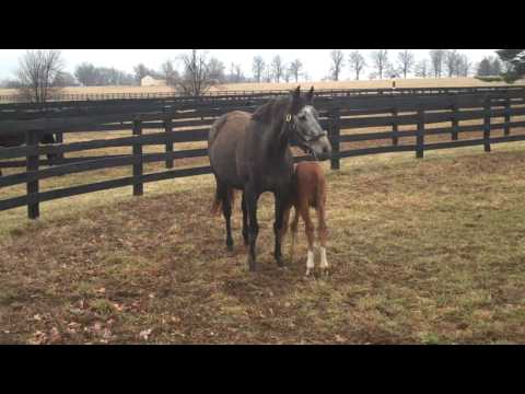 Staria and foal running in paddock