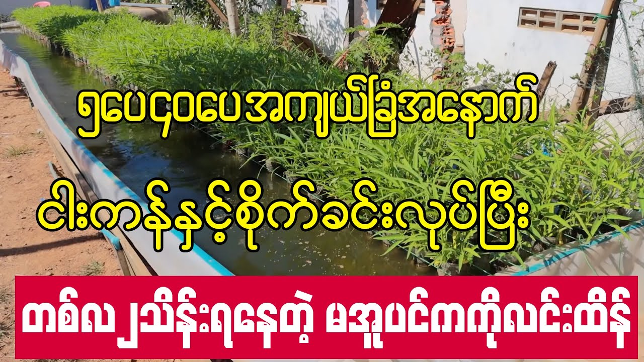 ငါးကန်နှင့်စိုက်ခင်းပူးတွဲလုပ်ပြီး အပိုဝင်ငွေကောင်းကောင်းရနေတဲ့ ကိုလင်းထိန်
