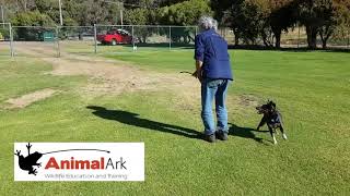 Animal Ark Wildlife Education and Training Snake Avoidance Training for Dogs