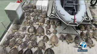 Thousands of 'cold-stunned' sea turtles rescued from Texas coast amid record-breaking deep freeze