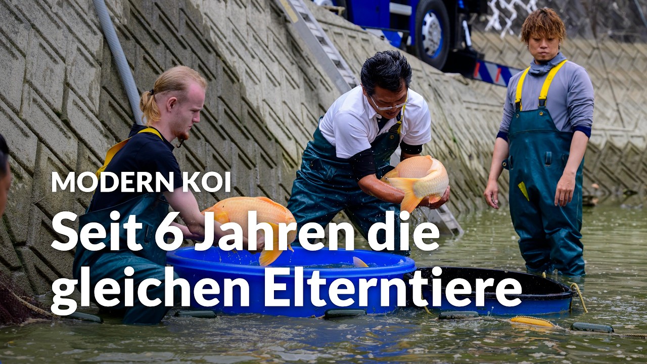 Konishi Live: Die Nisai Karashigoi Ikeage Maeda | Modern Koi Blog #8437