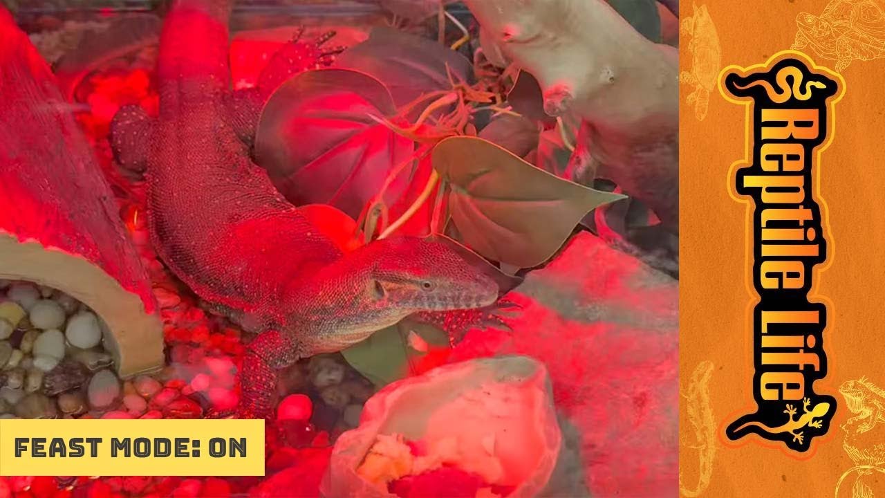 Stunning Merten’s Water Monitor | Reptile Life Hoppers Crossing