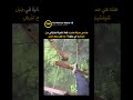 هذه هي حديقة مغامرات قمة الشجرة الطائرة في جبل شيتشياو التي ترتفع 15 متر ا فوق سطح الأرض ابداع