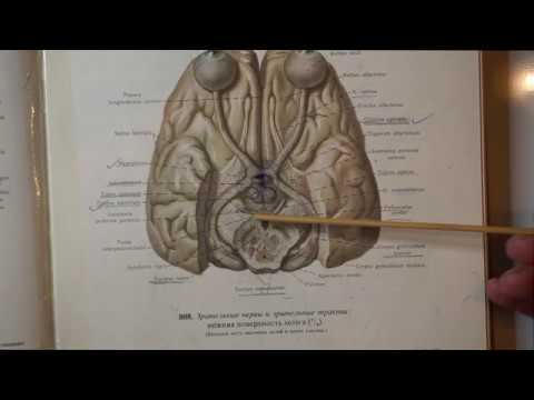 Video: Koja je funkcija anatomije i fiziologije?