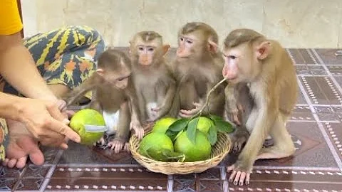 4 Siblings Sit Very Mannerly Waiting To Slice Oranges For Them To Eat Very Sweet & Juicy , - DayDayNews