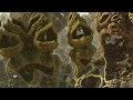 Alien Land - A Fractal Journey  HD 1080p/60fps