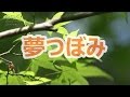 夢つぼみ  水田かおり COVER