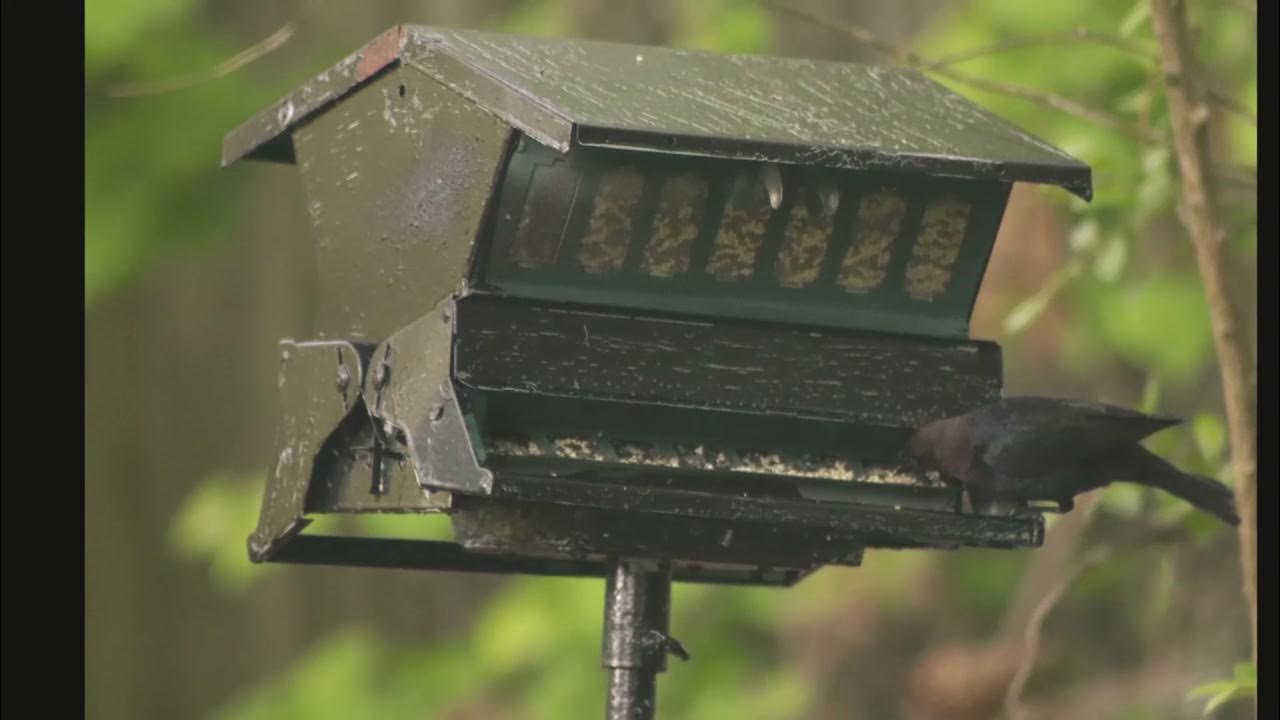 Backyard Bird clicks YouTube