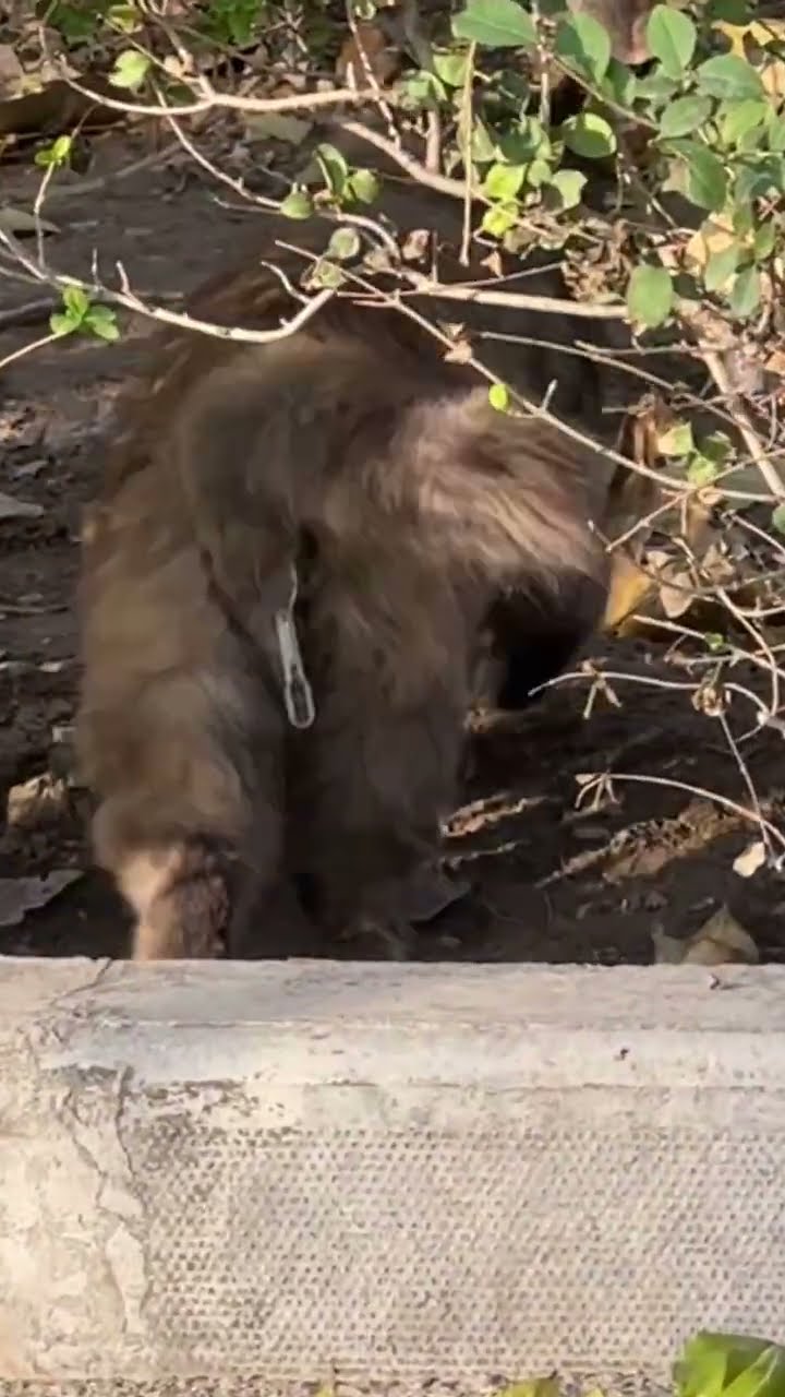 C magnifique vidéo chat