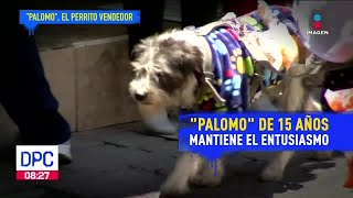 Él es 'Palomo', un perrito vendedor de chicharrones en Pachuca, Hidalgo