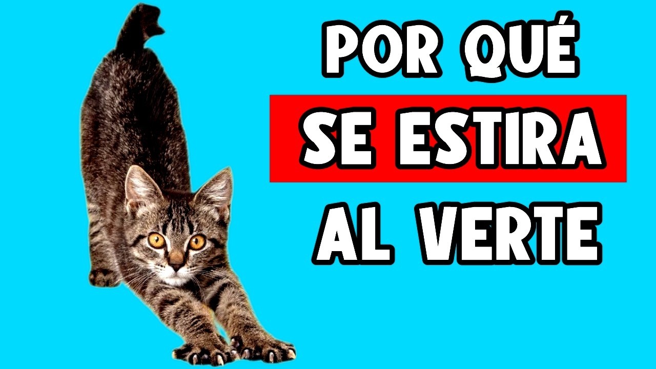 Por qué tu GATO SE ESTIRA cuando TE VE 🔥(Comprobado por la ciencia)