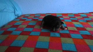 Litter A - Miniatura Bullterrier - Female 4