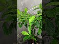 Day 35: Overview a Bonsai. A serene morning with gentle watering and relaxing tunes. #relax #bonsai