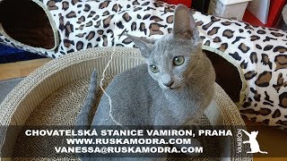 Chovatelská Stanice Ruských Modrých Koček Vamiron, Cz, Praha - Vanessa Adele