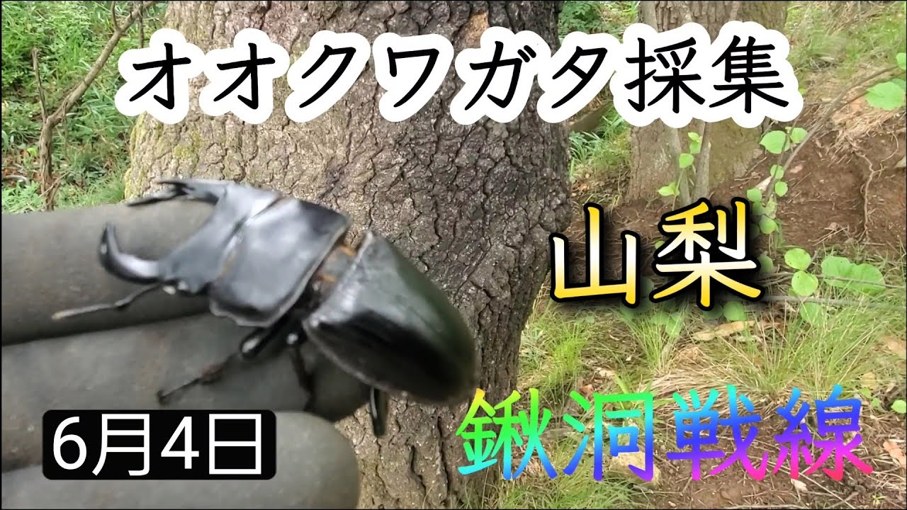 Stag Beetle Collecting] Collecting Giant Stag Beetles, Yamanashi