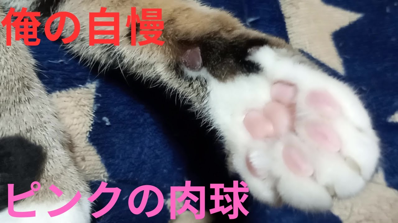 俺の自慢 ピンクの肉球がかわいすぎる