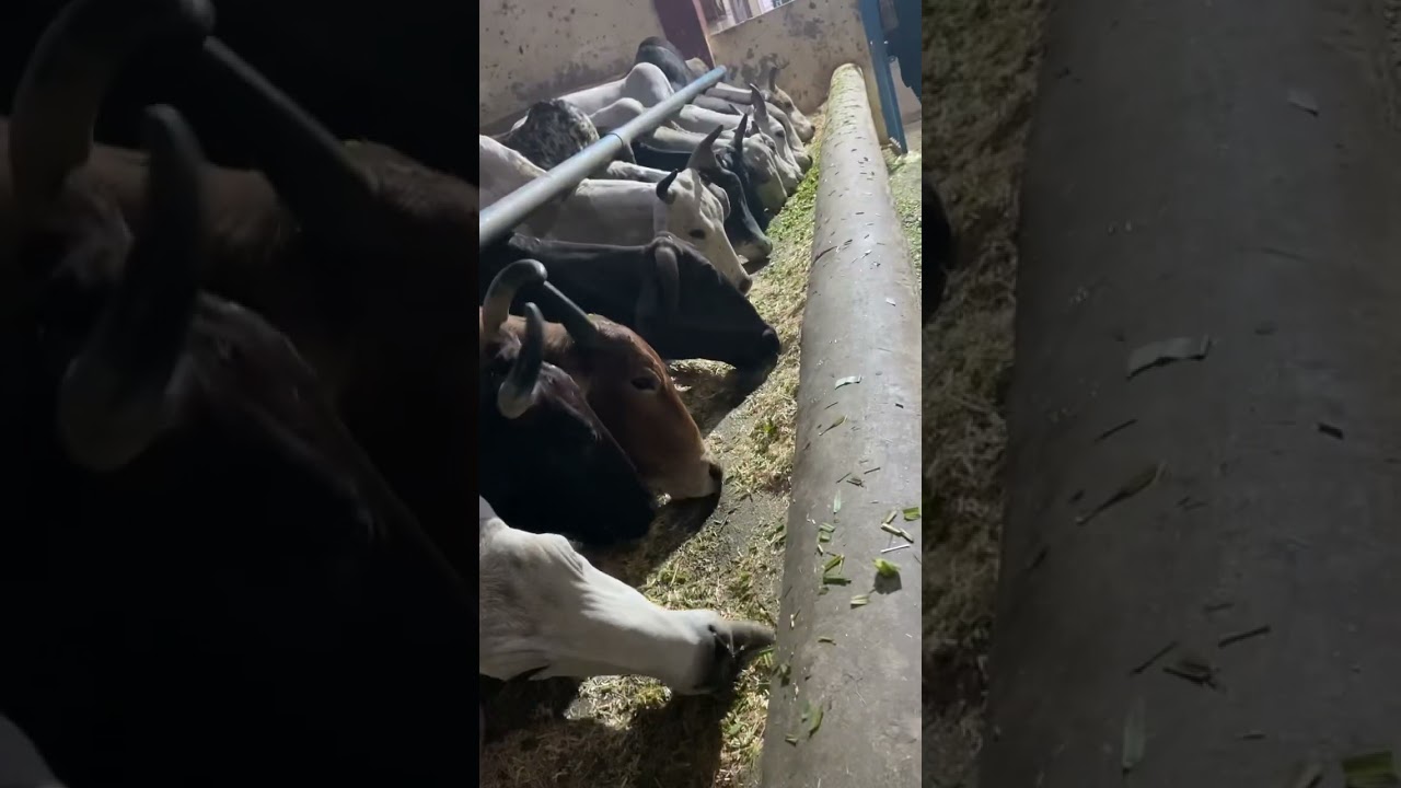 #gaushala