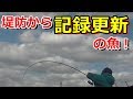 堤防から記録更新の魚！
