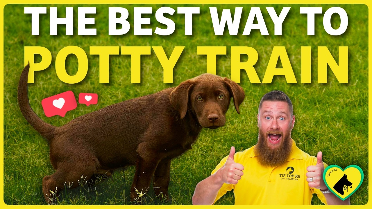 How to Train Potty Train a Dog: Expert Tips