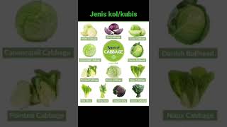 Macam2 kubis dalam bahasa inggris Macam2 kubis dalam bahasa inggris