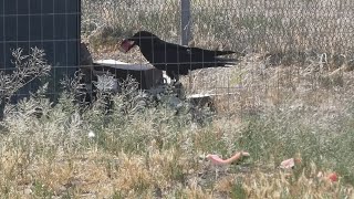 Raven hides watermelon then congratulates himself