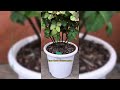 How To Make Your Flowers Into Lush And Full Pot #gardening