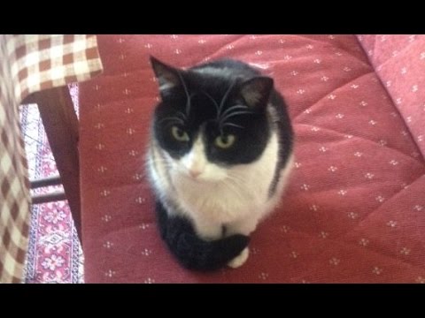 Как взять кошку с улицы