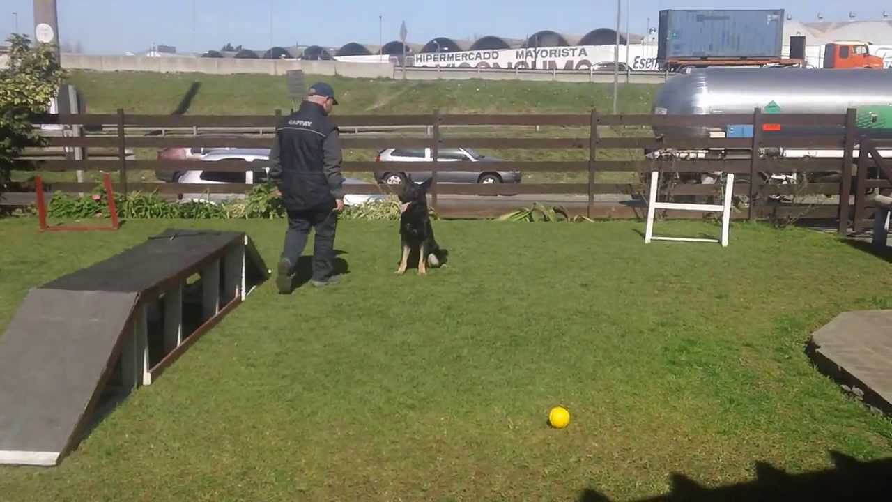 NEPOPO System- Lin-Calel- Martín Bregna Director