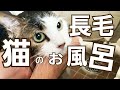 長毛ネコのお風呂　#ネコ #ねこ #猫