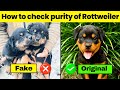 How to Check Purity of Rottweiler Puppy ✅ | Rottweiler Purity Checking