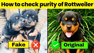 How to check quality of rottweiler puppy | how to check purity of rottweiler
