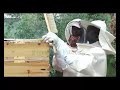Modern Bee Keeping In Rwanda