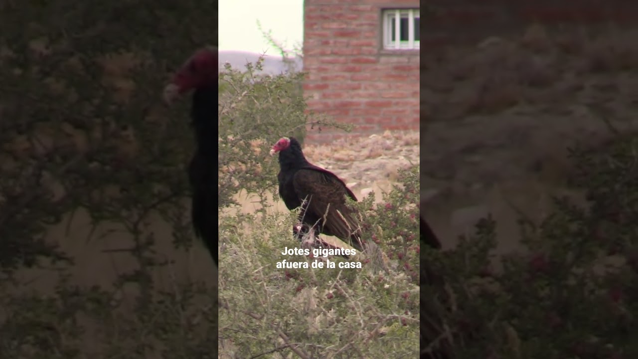 JOTES, los primos “urbanos” de los buitres y los cóndores - ¿Qué harías si los tuvieras afuera?