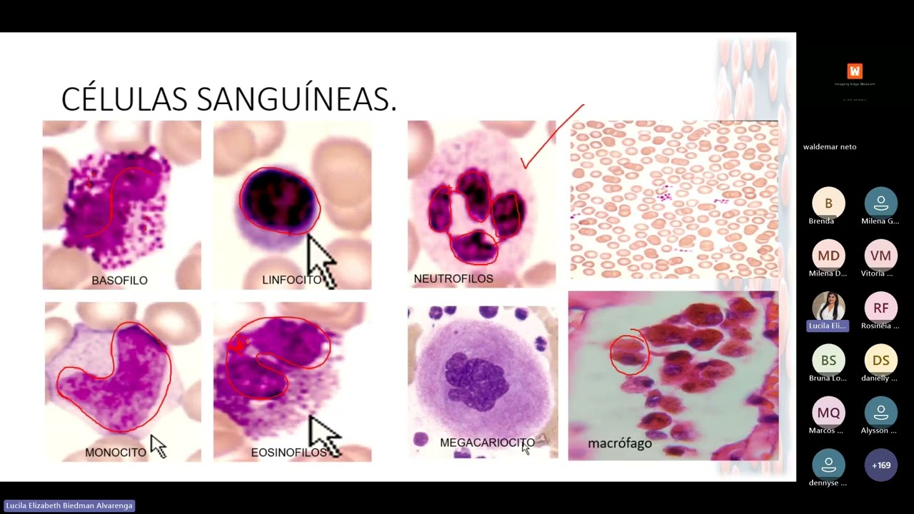 Repaso de histología final