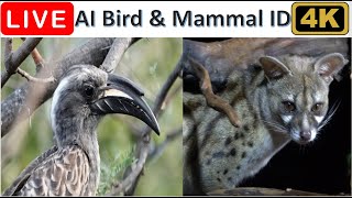 LIVE - Africa Wildlife | Magnificent Birds, Bushbabies, Genets & Bats