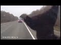 Авария с медведем  Сбил медведя на дороге