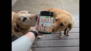 Say Goodbye to Fleas! Natural Chewable Prevention for Dogs - Tasty & Healthy!