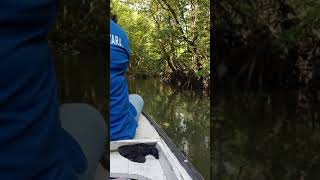 Menyusuri Hutan Bakau  Sungai Belanda Bontang Kuala