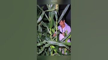 Kỹ thuật trồng ngô giúp cây phát triển tốt nhất .