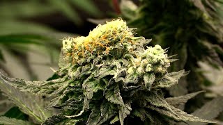 Harvest Report: Mutant Cannabis Plant & More!