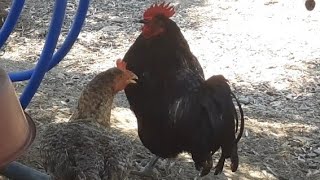 Horoz Gerçek Horoz Sesi Tavuk Gerçek Tavuk Sesi Civciv Kedi Çiftlik Hayvanı Eğlenceli Çocuk Videosu screenshot 4