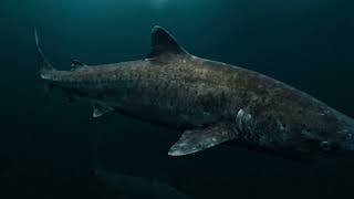 A Greenland Shark was radiocarbon dated at between 272 and 512 years old born before the Mayflower..