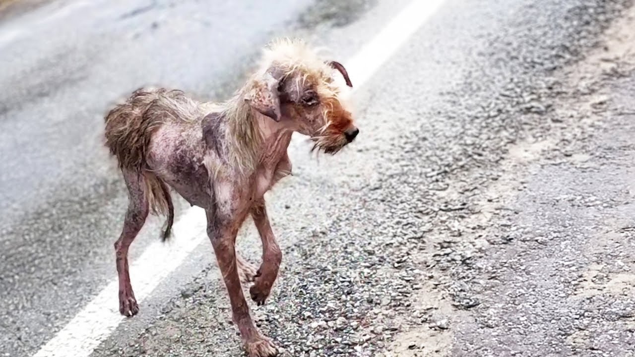 She Was Teased, Shunned, and Limping—But That Wasn’t the Saddest Part