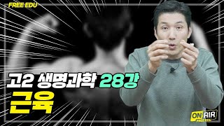 [고2생명과학] 근육(가로무늬 근육, 민무늬 근육, 근육 활주설)