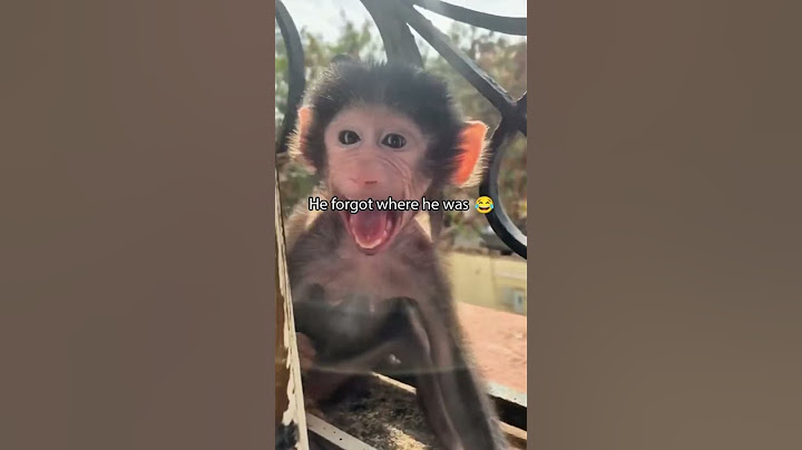 Zoo with funny monkey🤣#monkey #gorilla #zoo #funnyvideo #funnymonkey #fail #hilarious
