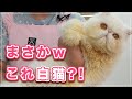 【ルルちゃん】まさか、これが白猫？！2週間前に洗ったのにこんなに汚すなんて【エキゾチックLH】