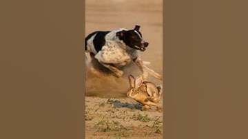 Super Speed Racing Dogs vs Wild Brown Hare Rabbit #tazidog
